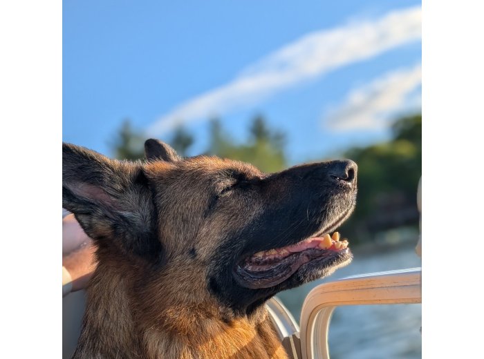 Good Boy — Certified