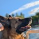 Good Boy — Certified